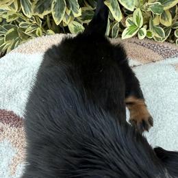 Black and tan longhair - Black and tan female Dachshund puppy in California from Sweetheart Labradors & Mini Dachshunds
