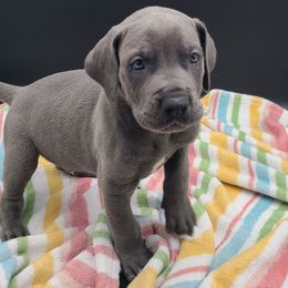 Maverick - Blue male Great Dane puppy in Kannapolis, North Carolina from Carolina Great Danes & Toy Poodles