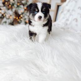 Pomsky Puppies from Lake Point Pomskies