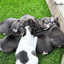 French Bulldog Puppies from Novastar French Bulldogs