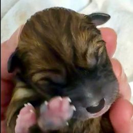 Rojo AKC - Red male Shiba Inu puppy in Clewiston, Florida from Animal Farm Shiba Inus & Mameshibas