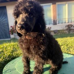Bear - Black male Poodle puppy in Hesperia, California from Whitesock Standard Poodles