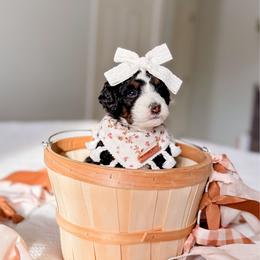 Solace - Tri-color female Bernedoodle puppy in Cold Spring, Minnesota from A.N.A. Doodles