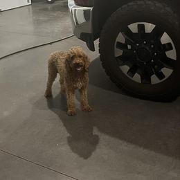 Nelly - Goldendoodle