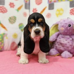 Basset Hound Puppies from Julie Walker-Hall's Basset Hounds