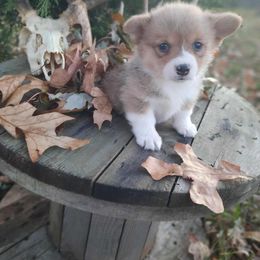Girl 1 - Sable female Pembroke Welsh Corgi puppy in Nixa, Missouri from Pistol Creek Puppies