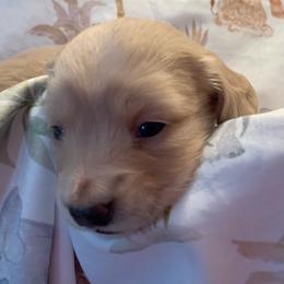 Girl 4 - Cream female Dachshund puppy in Vinton, Iowa from Lerch Family Dachshunds