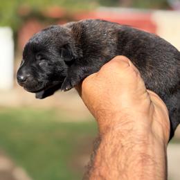 Sarah - Black brindle female Dutch Shepherd puppy in San Jose, California from Brandon's Dutch Shepherds