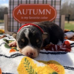 Red collar boy - Black and tan male Pembroke Welsh Corgi puppy in Monterey, Tennessee from Co-Pilot Corgis