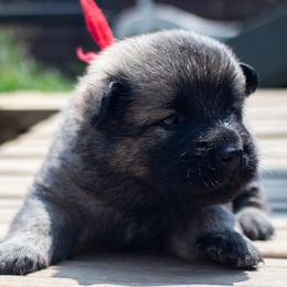 Bert - Red Collar - Fawn male Eurasier puppy in Lakewood, Ohio from Exquisite Eurasier