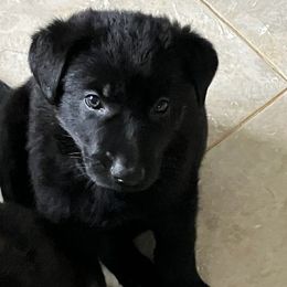 Pepper (Multi color collar) - Black German Shepherd puppy in Near Richmond, Virginia from German Shepherds of Virginia