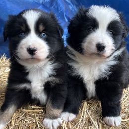 Miniature Australian Shepherd puppies from Two Pines Mini Aussies
