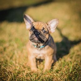 Blue - Fawn French Bulldog puppy in Pennsylvania from Adorable Frenchies