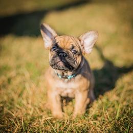 Blue - Fawn French Bulldog puppy in Pennsylvania from Adorable Frenchies