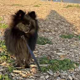 Pepper - Pomeranian