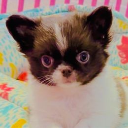 Boy, Butter Brown $5500( small ) - Chihuahua puppy from Eva's Chihuahua