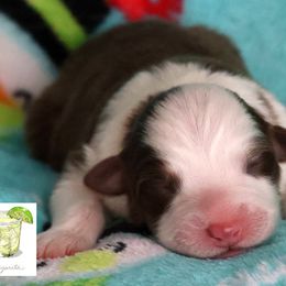 Margarita - Red tri-color female Australian Shepherd puppy in Springville, New York from RisingStar Australian Shepherds