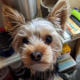 Nova - Yorkshire Terrier