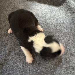 Montana - Black & white male Australian Shepherd puppy in Baker, Florida from Dubose Kennels