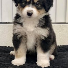 Miniature American Shepherd Puppies from Lynwood