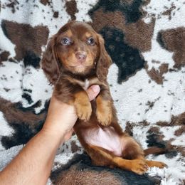 GINGER - Chocolate and tan female Dachshund puppy in Swink, Oklahoma from Palali Farm