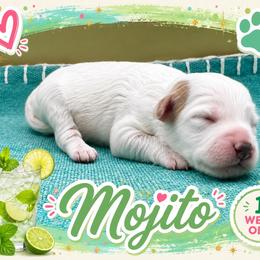 Mojito - Parti female Goldendoodle puppy in Hendersonville, North Carolina from Kim's Cove