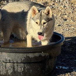 Villain - Siberian Husky