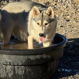 Villain - Siberian Husky
