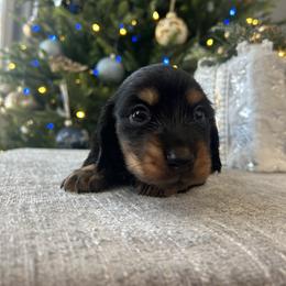 Kuma - Black and tan male Dachshund puppy in Temecula, California from Naomi Magee's Dachshund Kennel