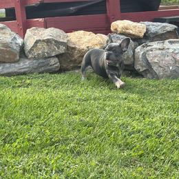 Blue - Blue male French Bulldog puppy in Coatesville, Pennsylvania from The Chipper Frenchie