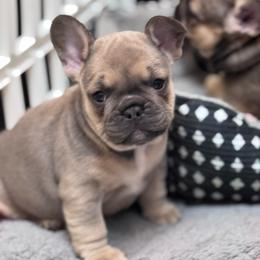 Versace - Blue female French Bulldog puppy in Newport News, Virginia from Emotional Support Babies