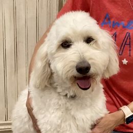 Winnie - Goldendoodle