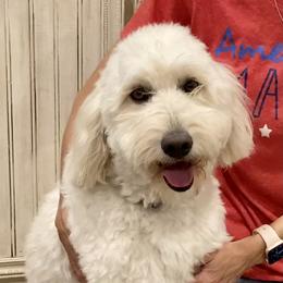 Winnie - Goldendoodle