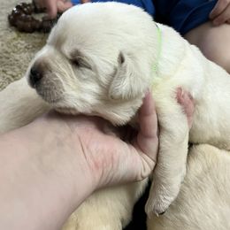 Labrador Retriever Puppies from Penny Lane Labradors