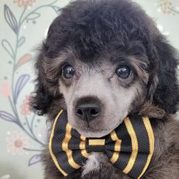 Aussiedoodles, Goldendoodles, and Poodles from Wiggle Bottom Kennels