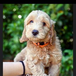 Goldendoodle Puppies from Dandy Doodles