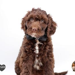 Mr. Black - Liver and white male Springerdoodle puppy in Kendall, New York from Family Raised Doodles