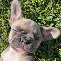 Zirka - Blue fawn female French Bulldog puppy in Chesnee, South Carolina from Michael & Raisa