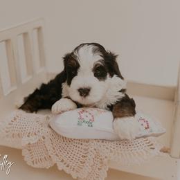 Valley - Tri-color female Bernedoodle puppy in Wamego, Kansas from Doodles of Oz