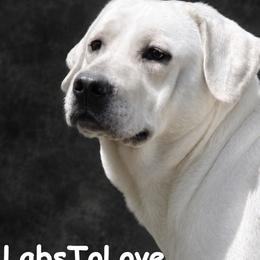 Snow D - Labrador Retriever