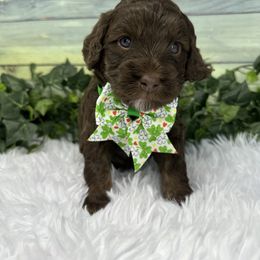 Australian Labradoodle Puppies from Sweet Summer Dream ALD