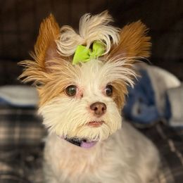 Clover - Yorkshire Terrier