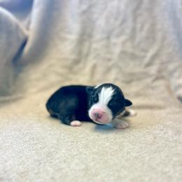 Lindt - Black tri-color male Australian Shepherd puppy in Kentland, Indiana from Pine Grove Aussies