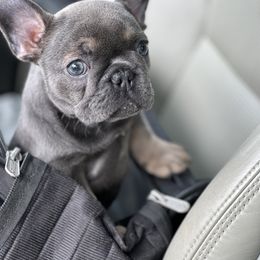 French Bulldog Puppies from Sandy Paws Frenchies LLC