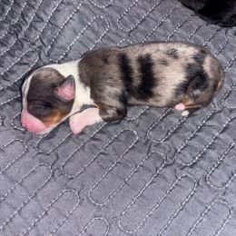 Pumpkin - Blue merle female Toy Australian Shepherd puppy in Princeton, Louisiana from Legacy Hill Aussies