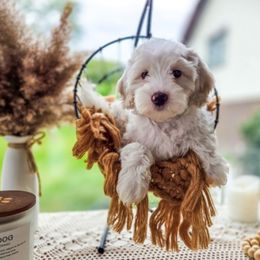 Snow white - Parti female Goldendoodle puppy in North Royalton, Ohio from Johnson's Doodles