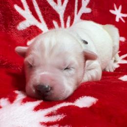 AKC- Opal - White female Siberian Husky puppy in Centreville, Maryland from Huskies By the Bay