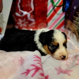Blitzen - Black tri-color female Australian Shepherd puppy in Blairsville, Georgia from Georgia Peach Aussies