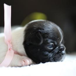 Pink Collar - White and brindle female French Bulldog puppy in Wichita, Kansas from Phantasticus French Bulldogs
