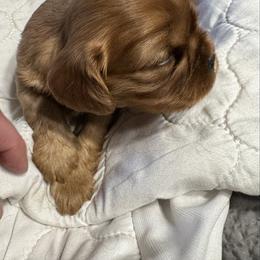 Bluebell - Ruby female Cavalier King Charles Spaniel puppy in Rockville, Maryland from Skais the Limit